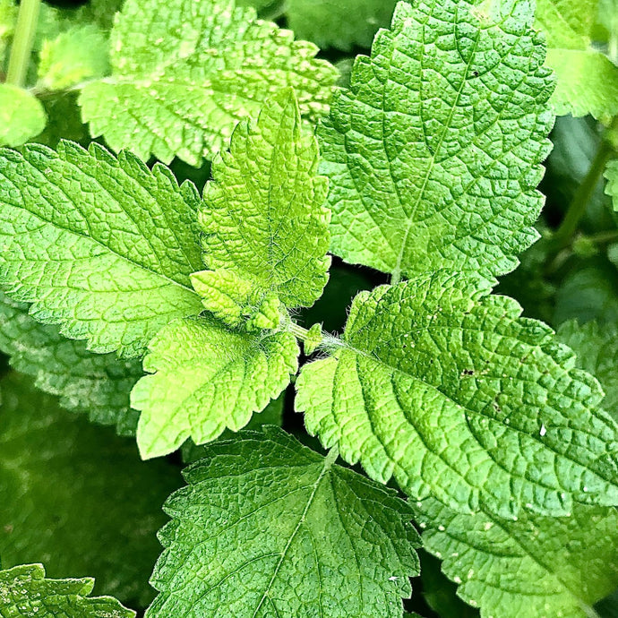 July Herb of the Month: Mint